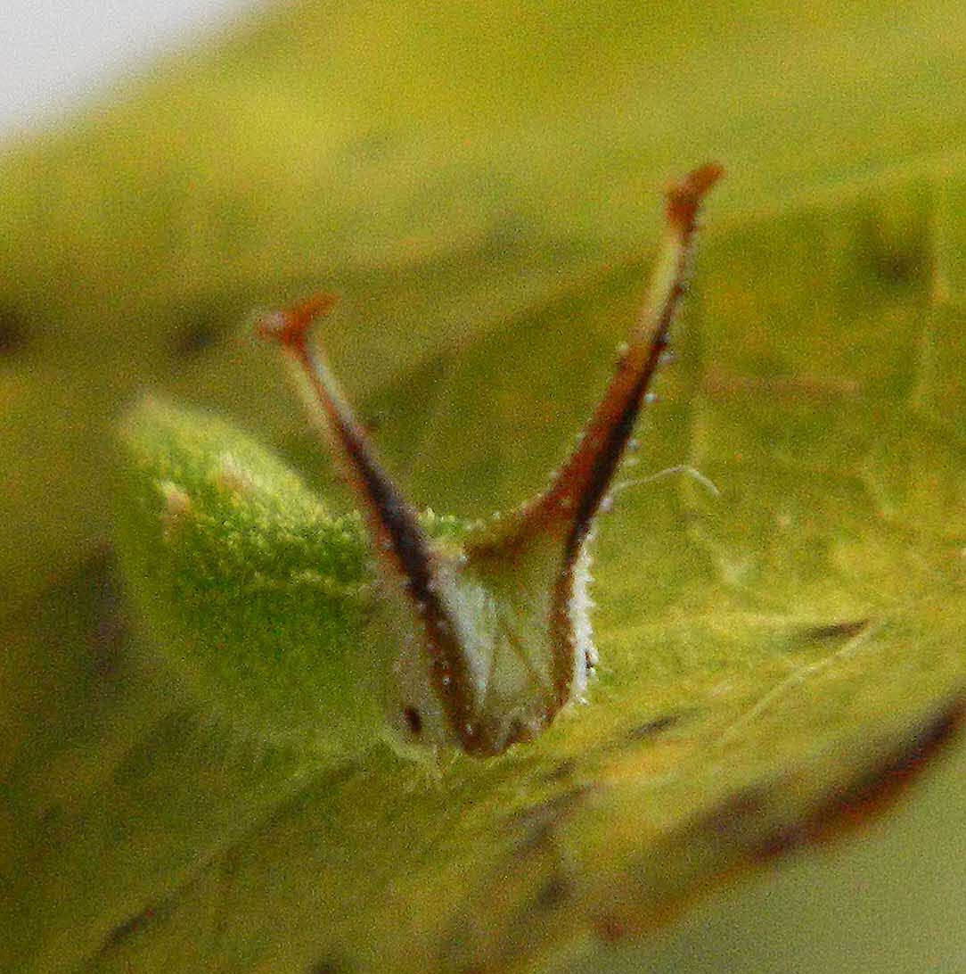 Apatura ilia d''autunno